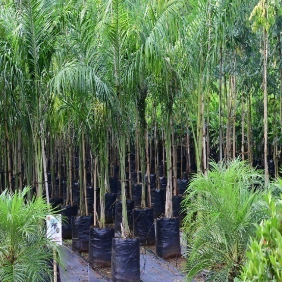 American Mahogany (Switenia mahogany)