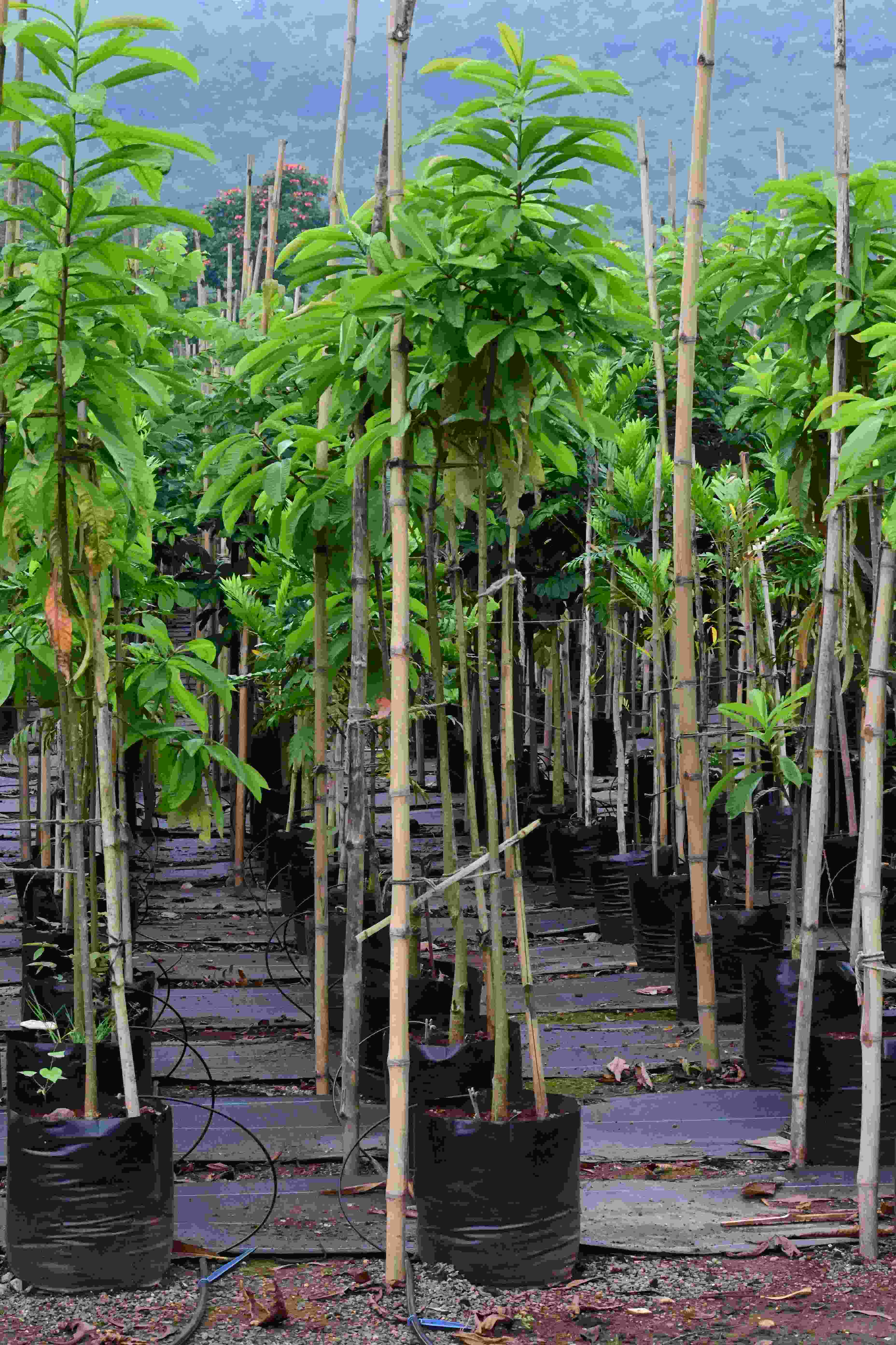 Kailaspatti (Couroupita guianensis)