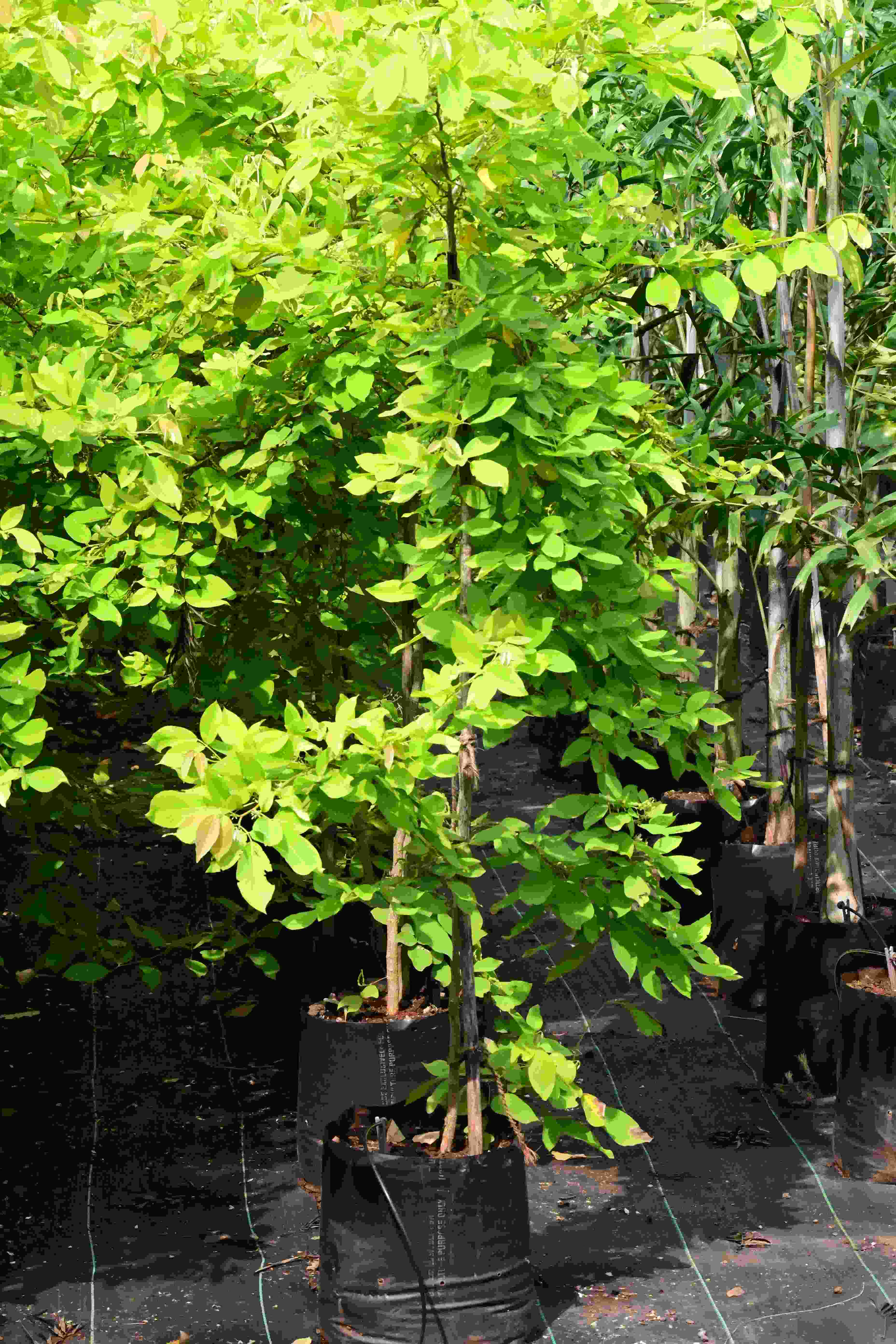 Desmodium (Desmodium golden)