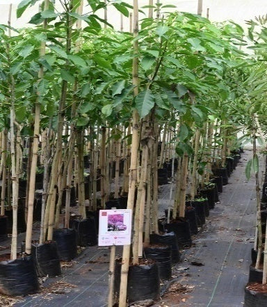 Kanchan (Bauhinia purpurea)