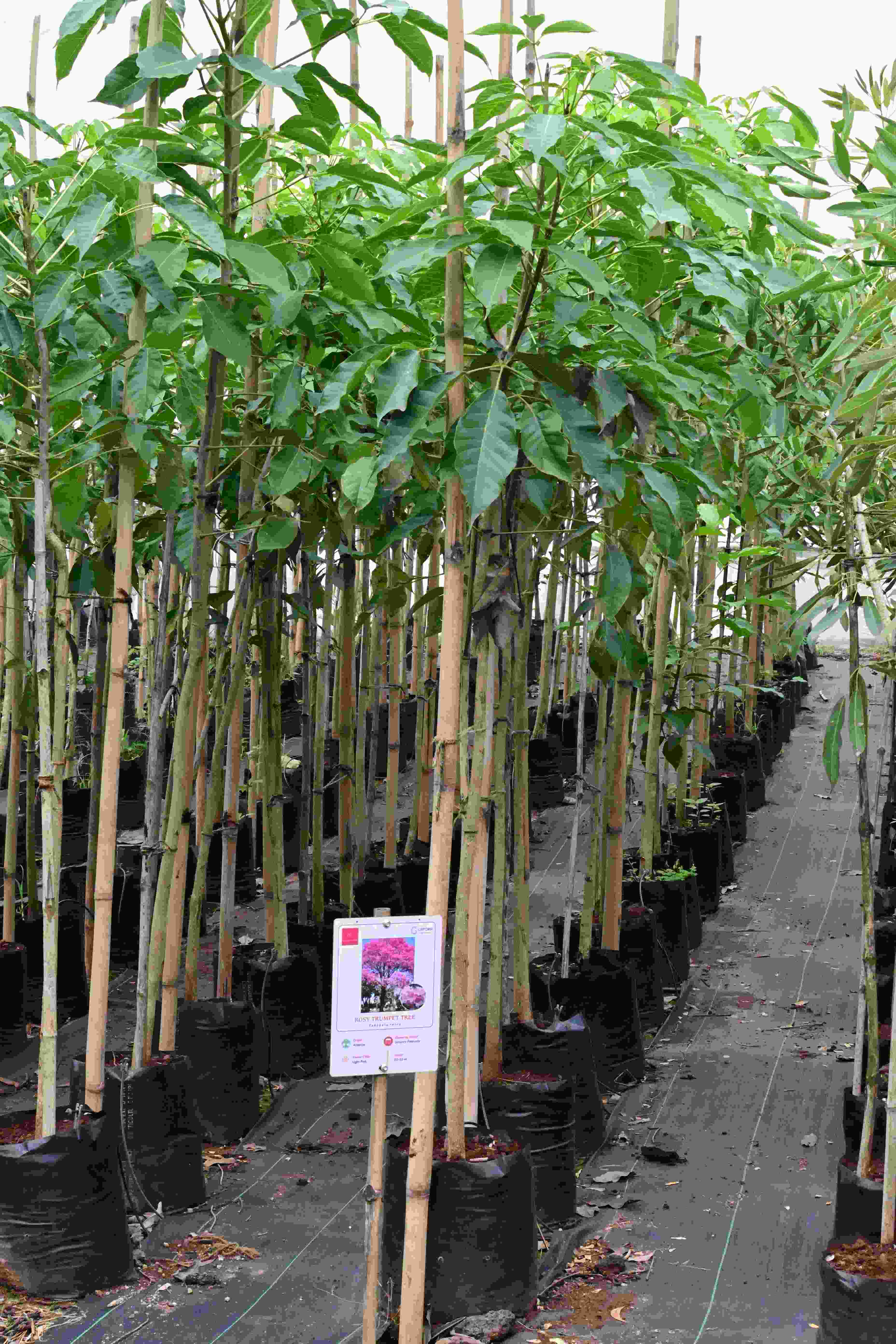 Rosy Trumpet tree (Tabebuia rosea)