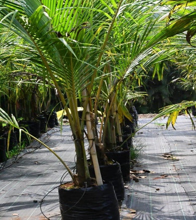 Tamhan (Lagestromia speciosa)