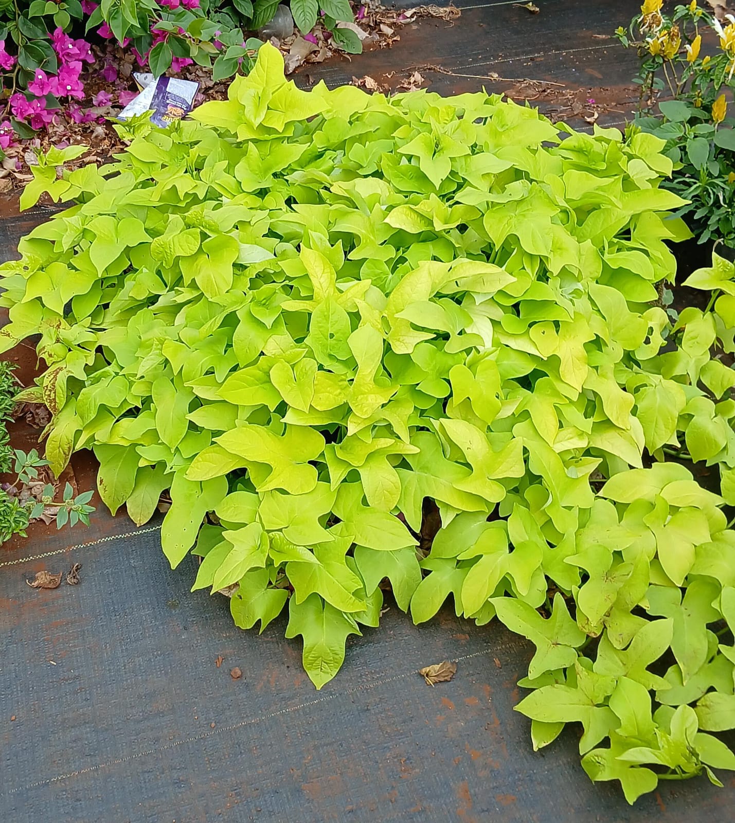 Ipomeas Creeper