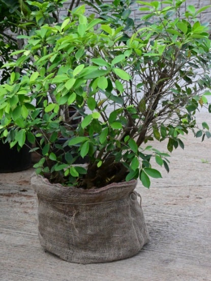 Ficus Panda (Ficus Retusa)