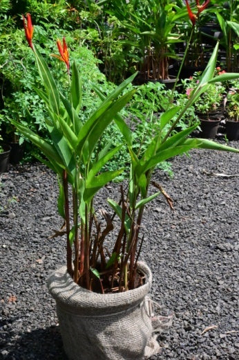 Heliconia psittacorum