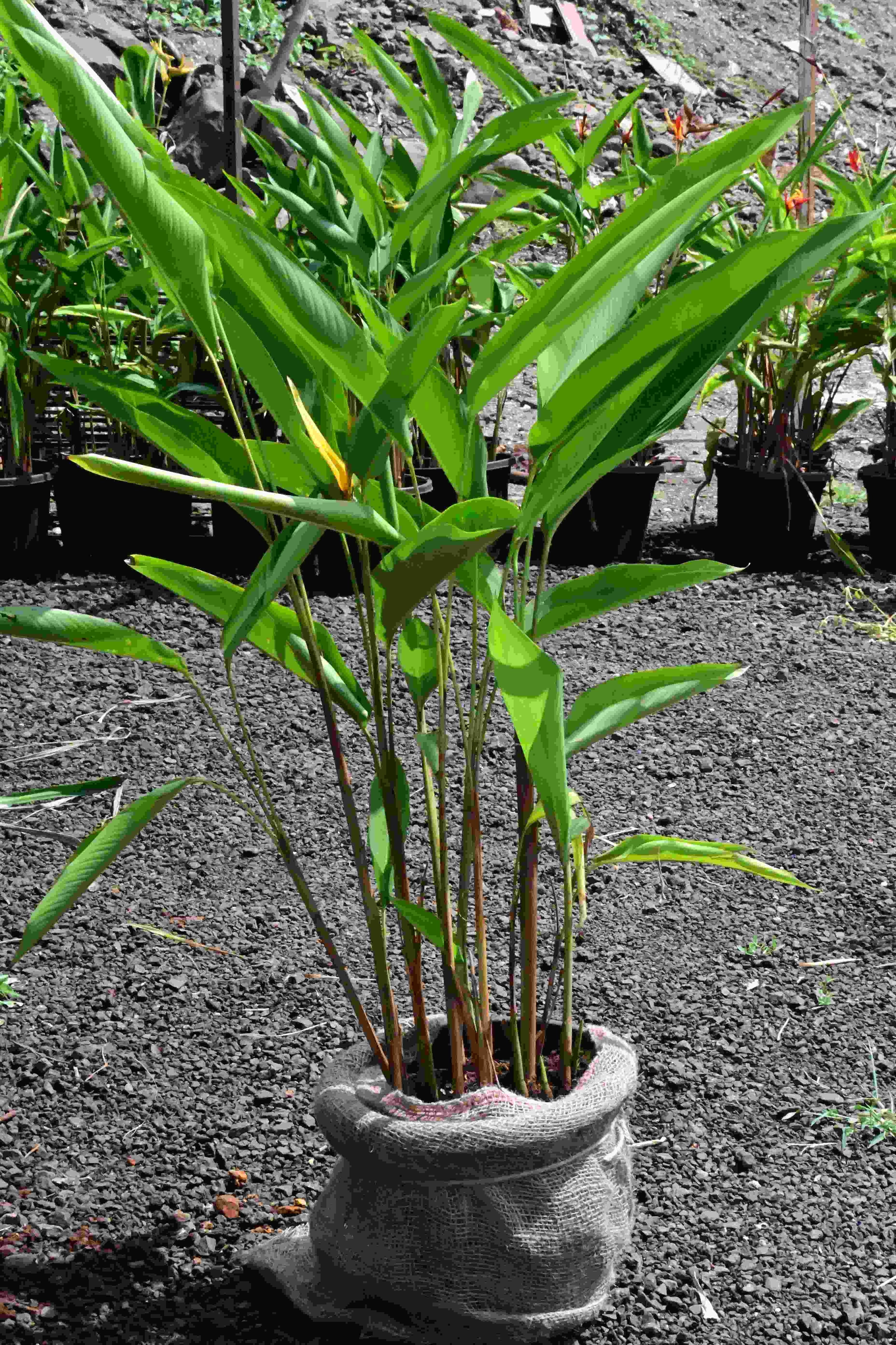Heliconia Psittacorum