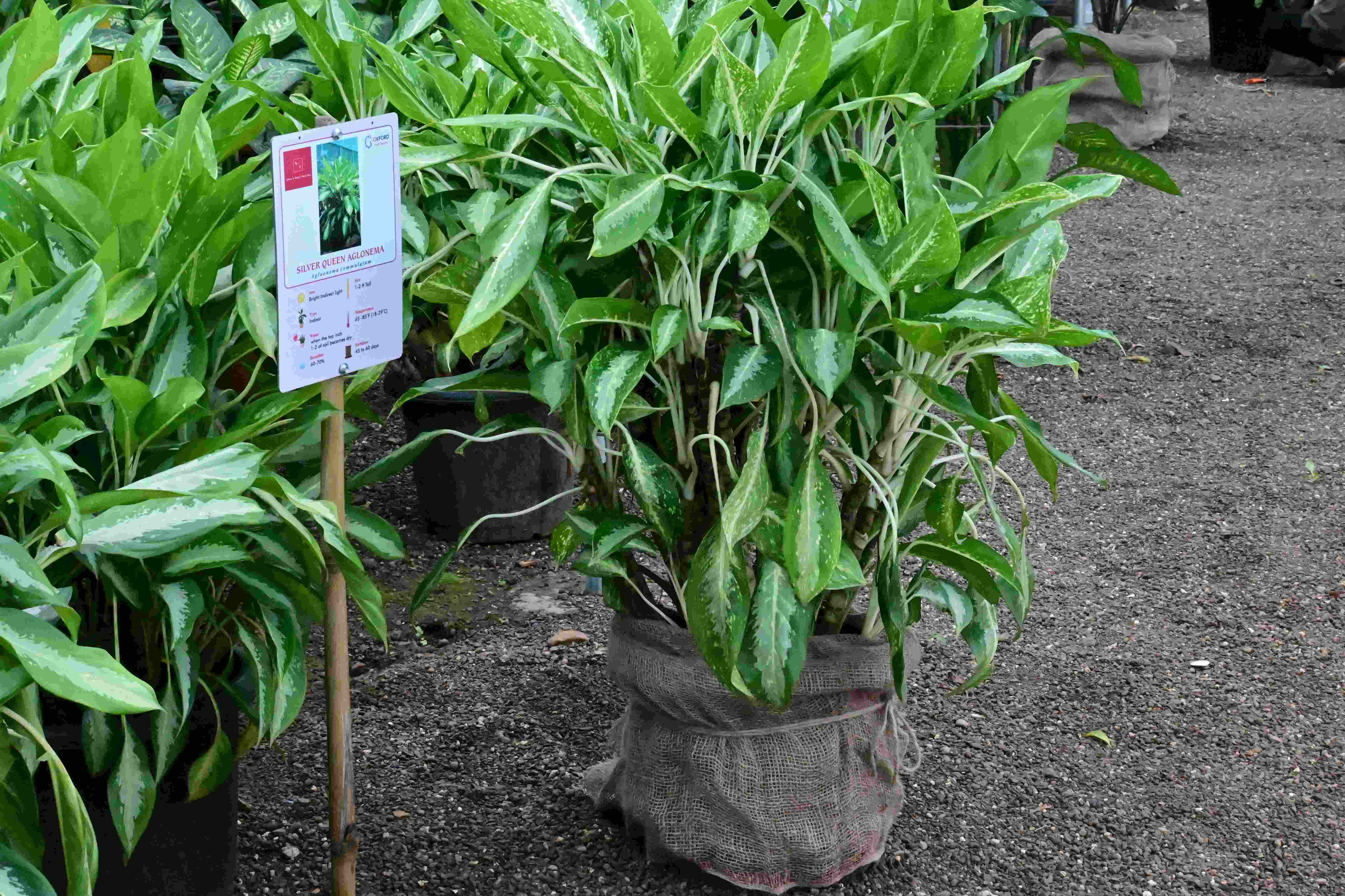 Silver queen aglonema (Aglaonema Commutatum)