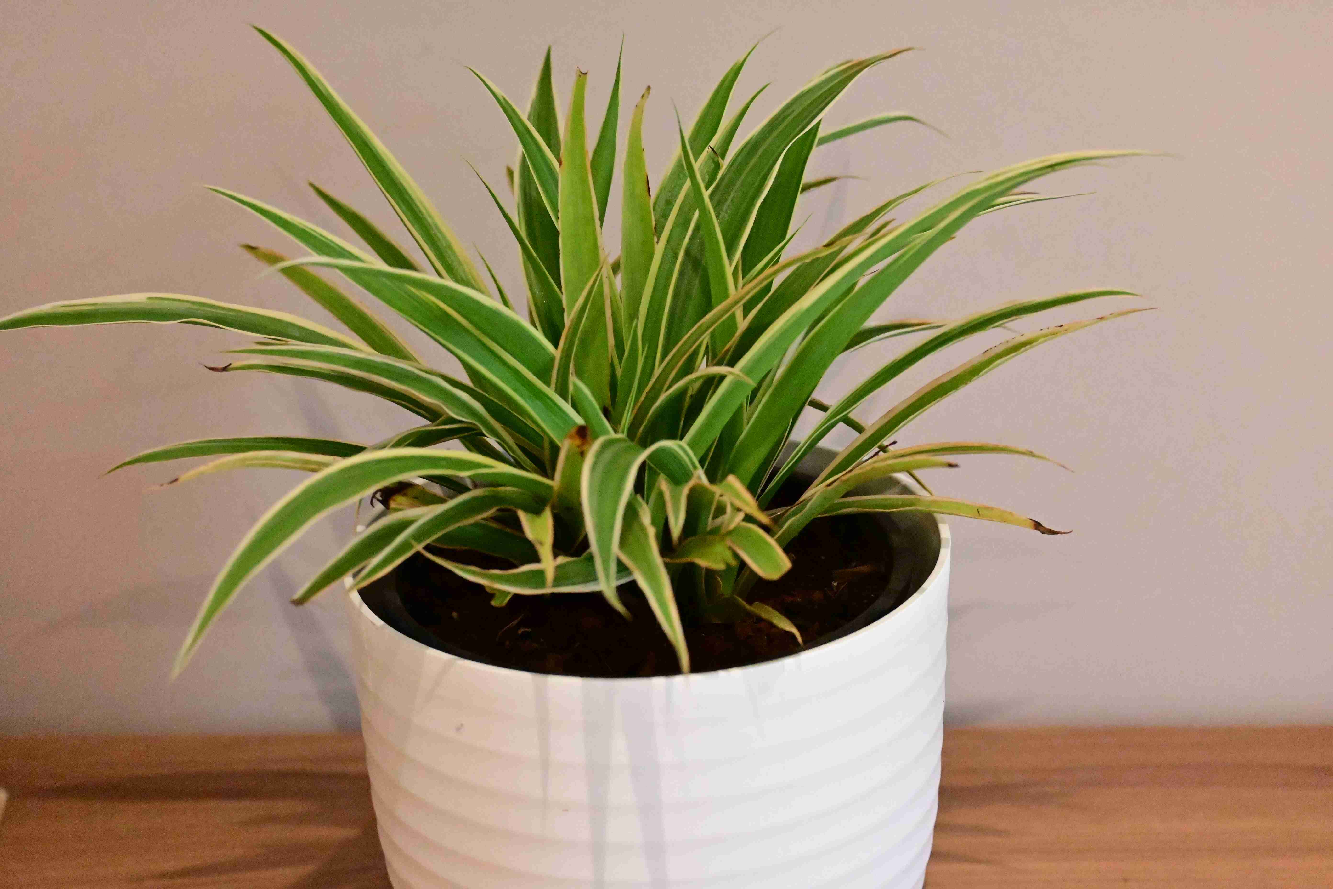Spider Plant (Chlorophytum comosum)